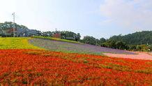 番禺花海网红景点图片,春日里的浪漫花海盛宴