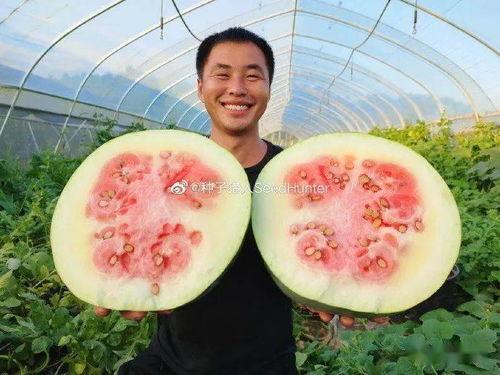吃大猪瓜,一场味蕾与视觉的双重盛宴