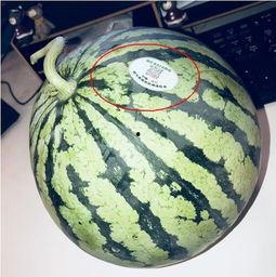 阜宁网红吃瓜,揭秘当地美食背后的故事