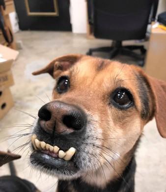 丑网红狗,逆袭之路，萌态万千