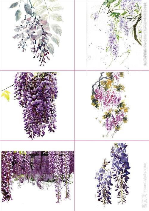 今日头条紫藤图片素材,捕捉春日美好瞬间