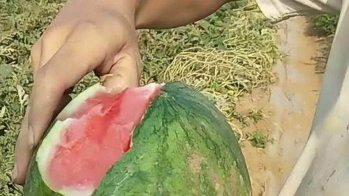 减肥可以吃扒皮瓜吗,减肥期间的理想低卡美食选择