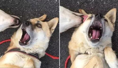 有个网红他狗叫灰灰,狗界明星的璀璨人生