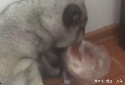 梦到狐狸吃瓜,狐狸吃瓜背后的神秘寓意