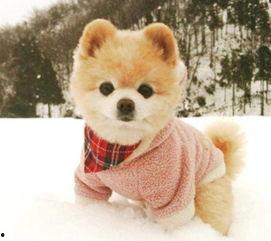 极品推特网红樱狸子,揭秘网络红人的魅力与影响力”