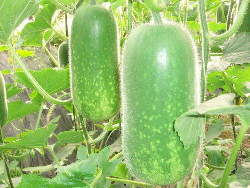 半夜吃瓜咳嗽缓解方法,夜间咳嗽难眠？半夜吃瓜的神奇缓解法揭秘