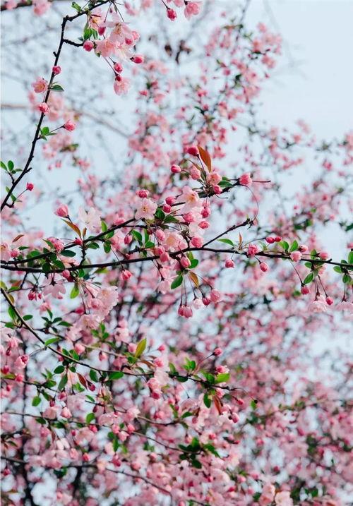 大明星 海棠文学