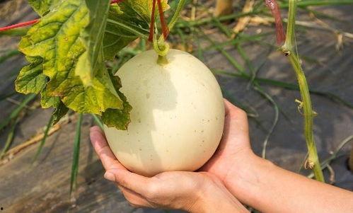 吃白莲瓜会上火吗